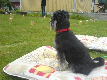 http://snel.se/pixi/upload/kubb2.jpg http://snel.se/pixi/upload/kubb2.jpg
