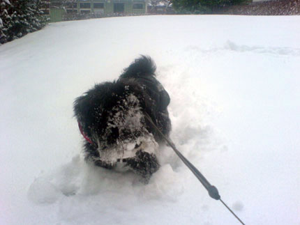 http://snel.se/pixi/upload/snoe5.jpg http://snel.se/pixi/upload/snoe5.jpg
